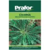 Hortus Semi prafor cicoria selvatica da campo bts