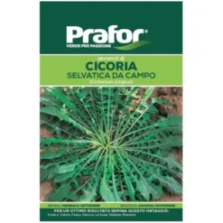 Hortus Semi prafor cicoria selvatica da campo bts