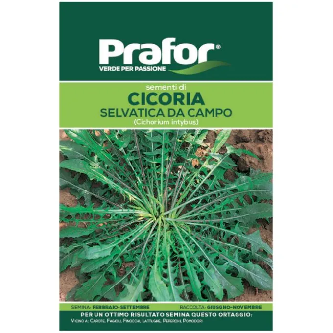 Hortus Semi prafor cicoria selvatica da campo bts