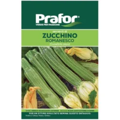 Hortus Semi prafor di zucchino romanesco